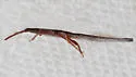 Aneurus simplex - photo 5