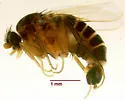 Anevrina luggeri