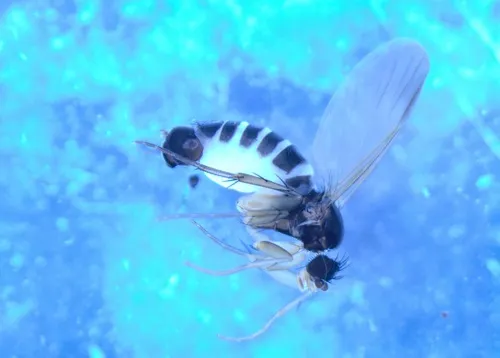 Anevrina thoracica