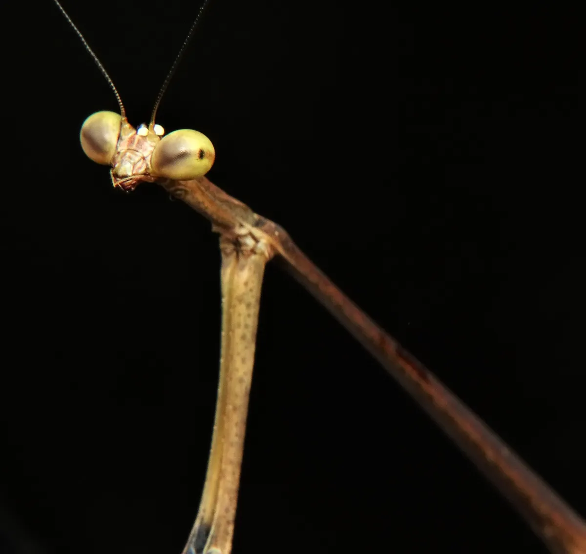 Angelidae - photo 3