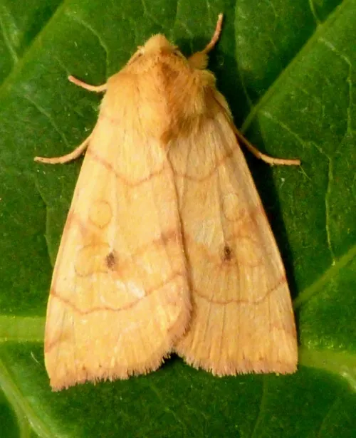 Angle-striped Sallow