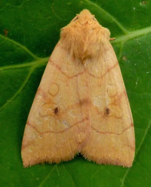 Angle-striped Sallow - photo 2