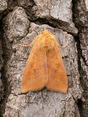 Angle-striped Sallow - photo 3