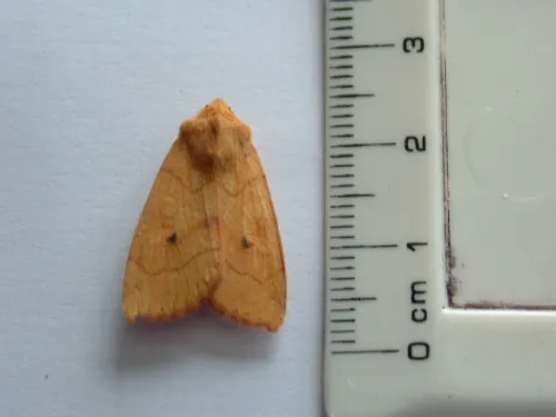 Angle-striped Sallow - photo 4