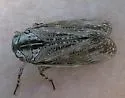 Striated Lanternfly