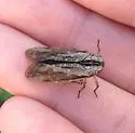 Striated Lanternfly - photo 3