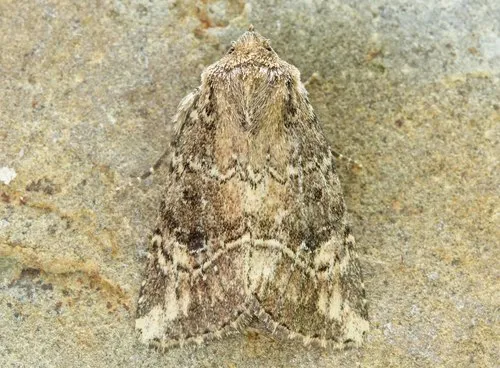 Anhimella contrahens - Hodges#10530