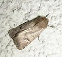 Anhimella pacifica - Hodges#10531
