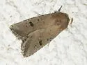 Anhimella pacifica - Hodges#10531 - photo 2