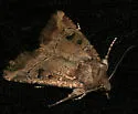 Anhimella pacifica - Hodges#10531 - photo 4