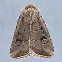 Anhimella pacifica - Hodges#10531 - photo 5