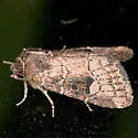 Anhimella perbrunnea - Hodges#10529