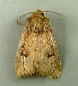 Anhimella perbrunnea - Hodges#10529 - photo 2