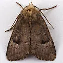 Anhimella perbrunnea - Hodges#10529 - photo 3