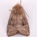 Anhimella perbrunnea - Hodges#10529 - photo 4