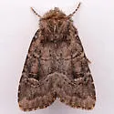 Anhimella perbrunnea - Hodges#10529 - photo 5