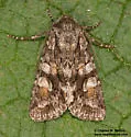 Anhypotrix tristis - Hodges#10617 - photo 2