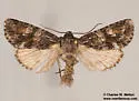 Anhypotrix tristis - Hodges#10617 - photo 3