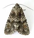 Anhypotrix tristis - Hodges#10617 - photo 4