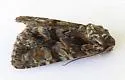 Anhypotrix tristis - Hodges#10617 - photo 5