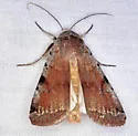 Anicla beata - Hodges#10904