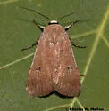 Anicla biformata - Hodges#10908.1