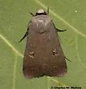 Anicla biformata - Hodges#10908.1 - photo 2