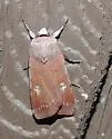 Anicla biformata - Hodges#10908.1 - photo 3