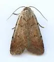 Anicla biformata - Hodges#10908.1 - photo 4