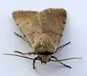 Anicla biformata - Hodges#10908.1 - photo 5
