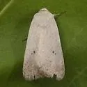 Anicla digna - Hodges#10908