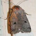 Anicla espoetia - Hodges#10910.1