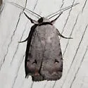 Anicla espoetia - Hodges#10910.1 - photo 2