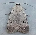 Anicla espoetia - Hodges#10910.1 - photo 4