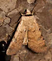 Anicla exuberans - Hodges#10905