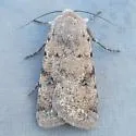 Anicla exuberans - Hodges#10905 - photo 3
