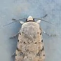 Anicla exuberans - Hodges#10905 - photo 4
