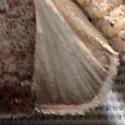 Anicla lubricans - Hodges#10901 - photo 4