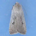 Anicla simplicius - Hodges#10907