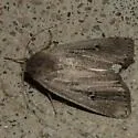Anicla simplicius - Hodges#10907 - photo 2