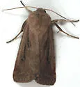 Anicla simplicius - Hodges#10907 - photo 3