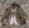Anicla simplicius - Hodges#10907 - photo 4