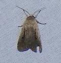 Anicla simplicius - Hodges#10907 - photo 5