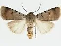 Anicla sullivani - Hodges#10901.1