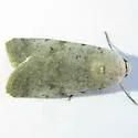 Anicla tenuescens - Hodges#10909