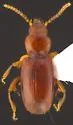 Anillinus alleni - photo 2
