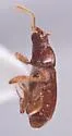 Anillinus barberi - photo 2