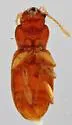Anillinus barri - photo 2