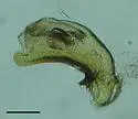 Anillinus choestoea - photo 2