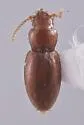 Anillinus erwini - Anillinus erwini